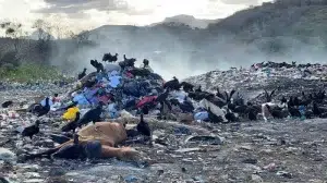 Deforestación y basura, determinantes de la degradación del ambiente