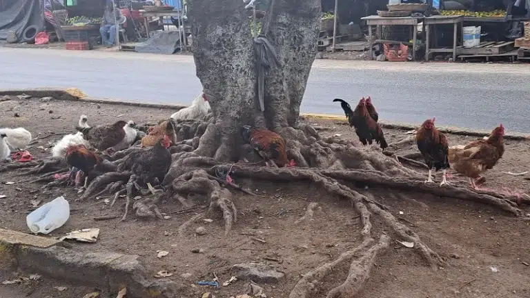 Altos precios de gallina criolla baja el consumo de su carne en celebraciones de Fin de Año