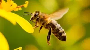 Conozca la importancia de los polinizadores en el mundo