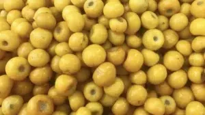 El Nancite: Un fruto exótico de América Central y del Sur