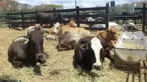 Guatemala declara estado de emergencia por brote del gusano barrenador